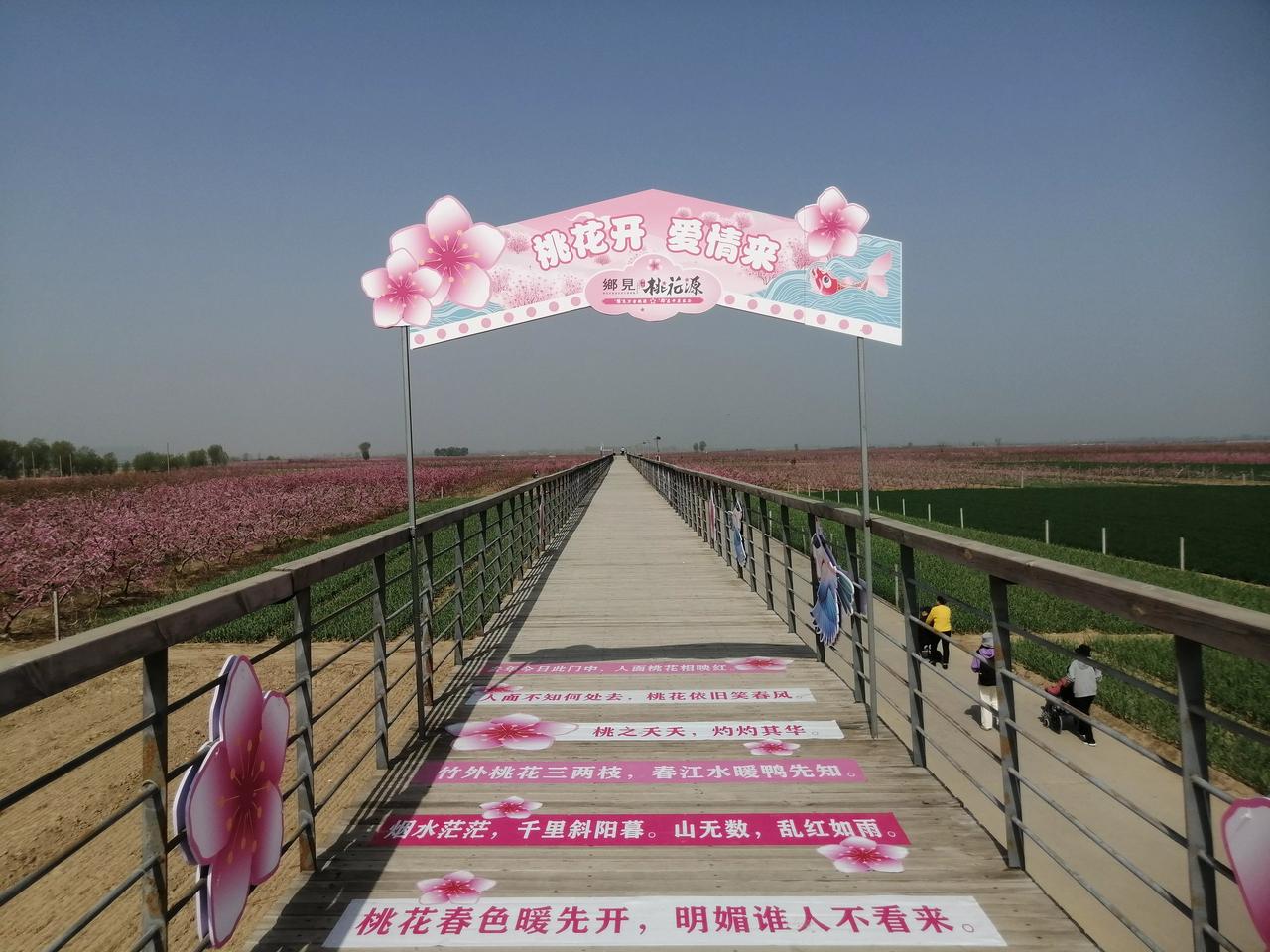 #旅行随手拍#中原农谷桥北盐店庄万亩桃花源的爱情廊桥。