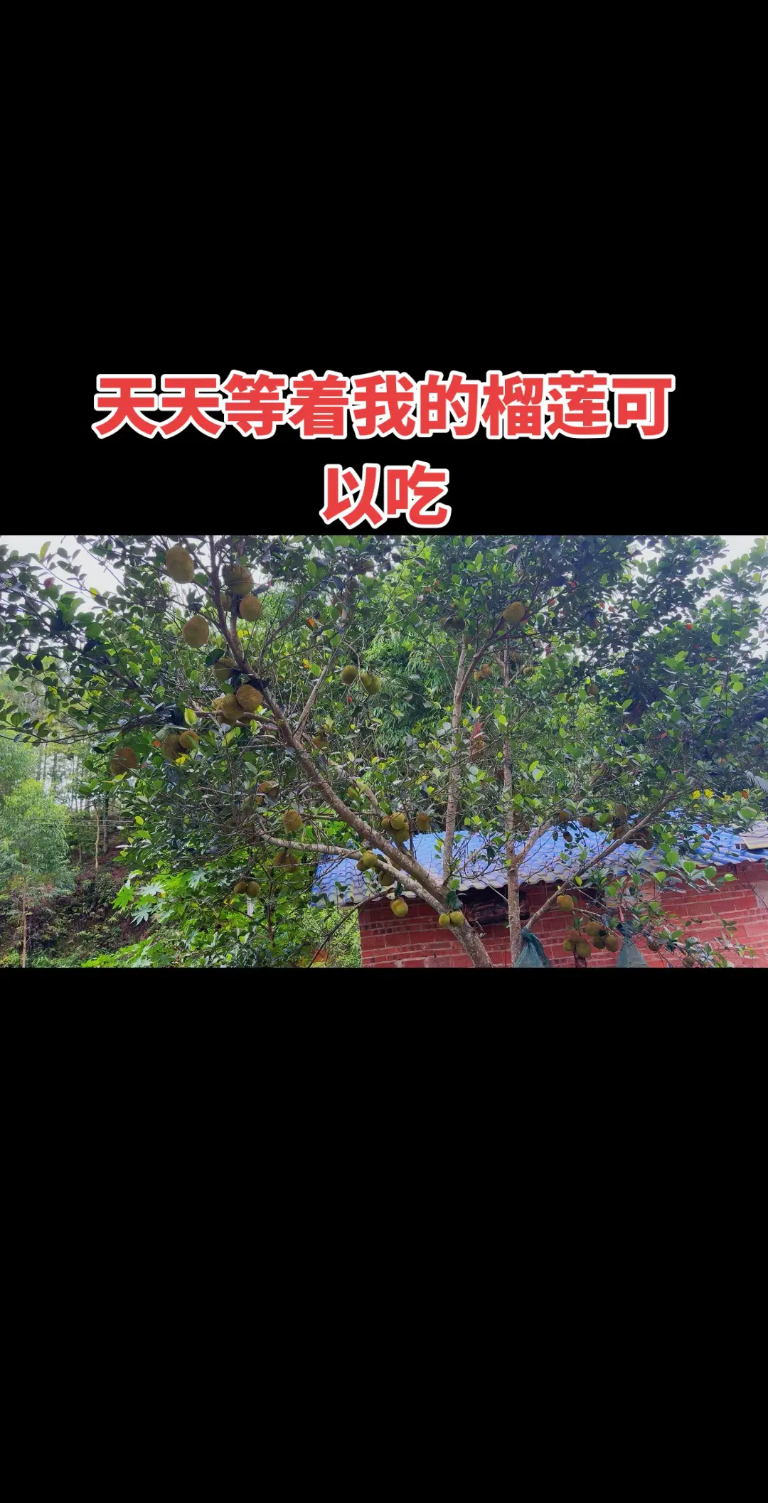 本地推流量来了 我的农村生活