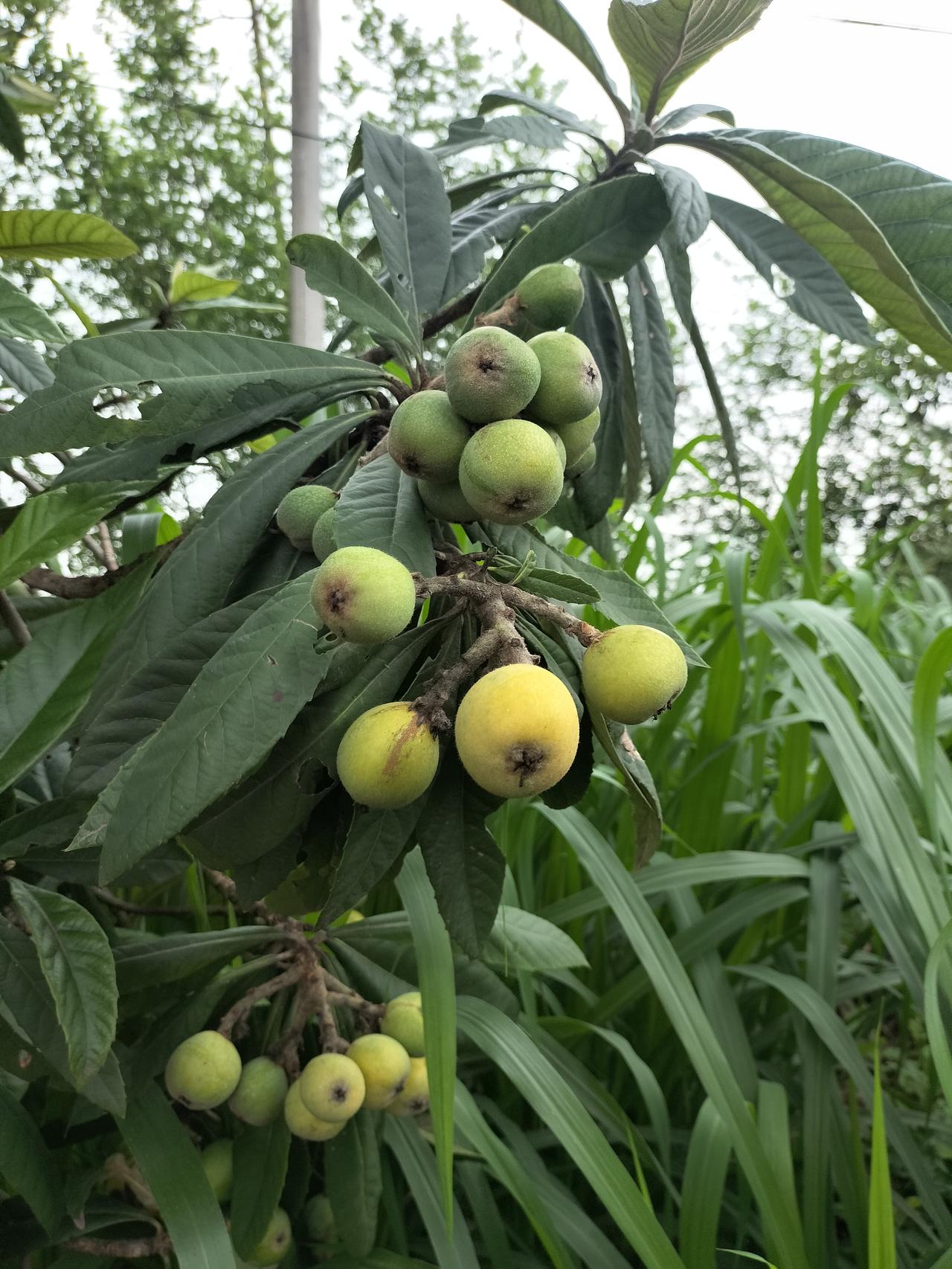 这是房东大叔种的枇杷树，他跟我说随便吃，对我很好，吃枇杷不要钱，我运气好租了一个