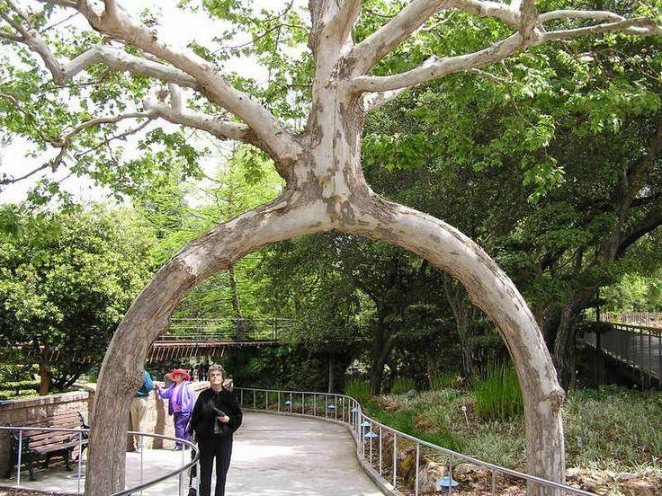 根据树皮和树叶的特征，你能说出这是什么树吗？