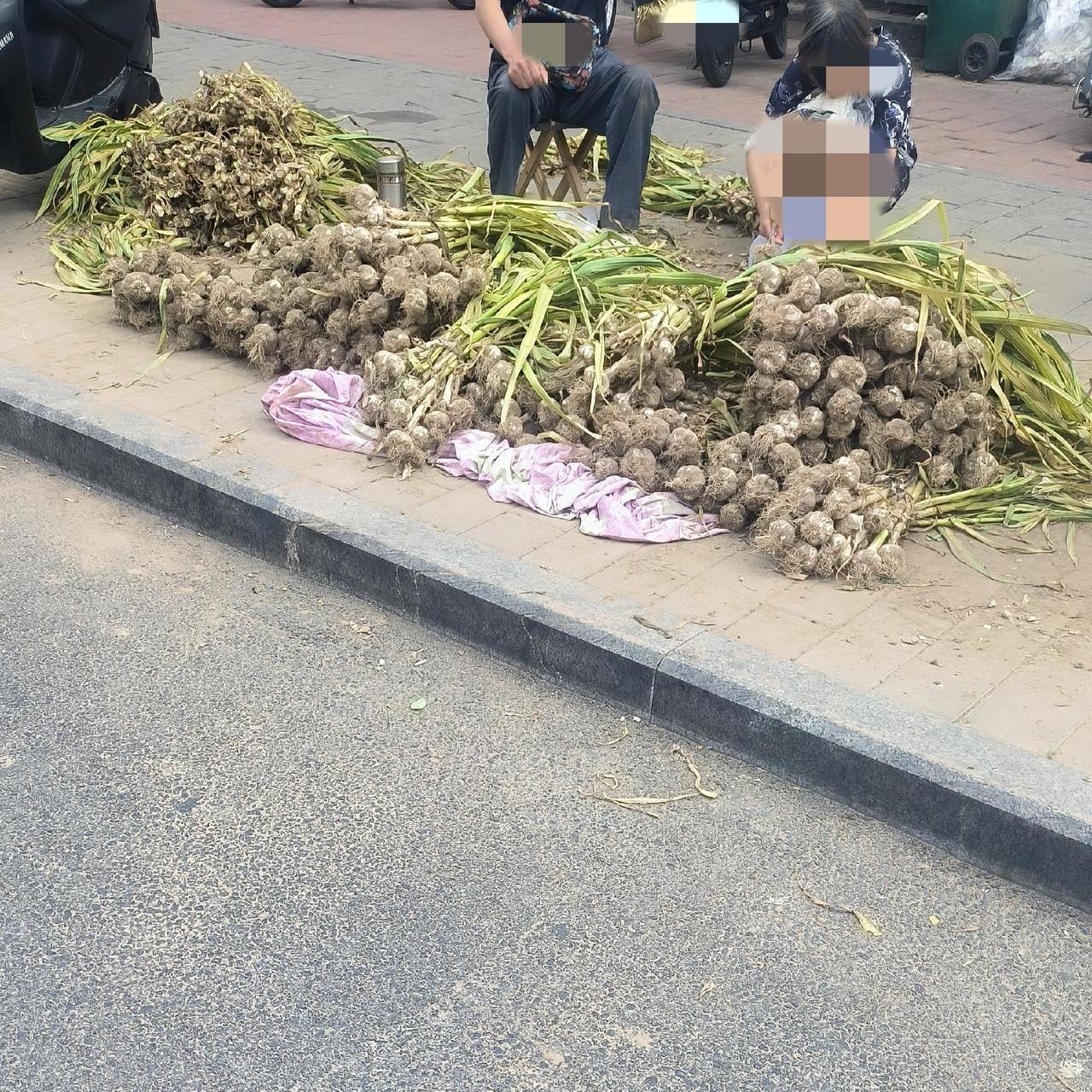 保定街头偶遇卖新蒜，一句四六瓣尽显市井烟火

今天去买菜，在某路口附近偶遇一位中