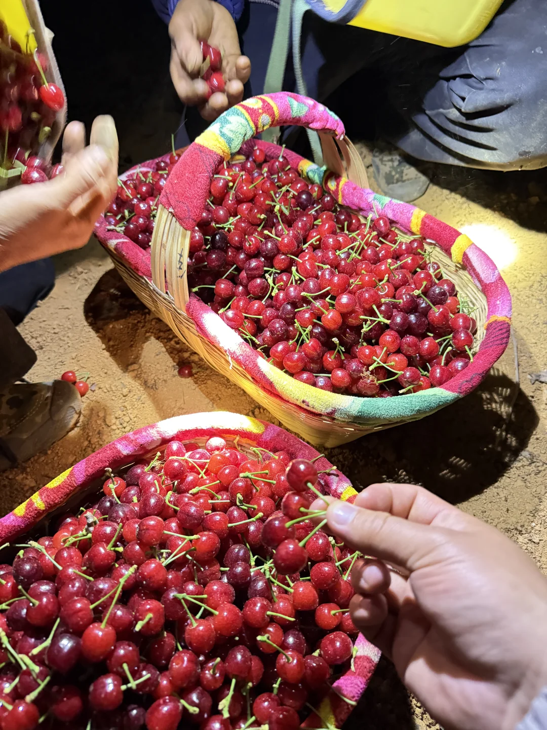 打着手电筒采摘的小樱桃，吃出小时候的味道