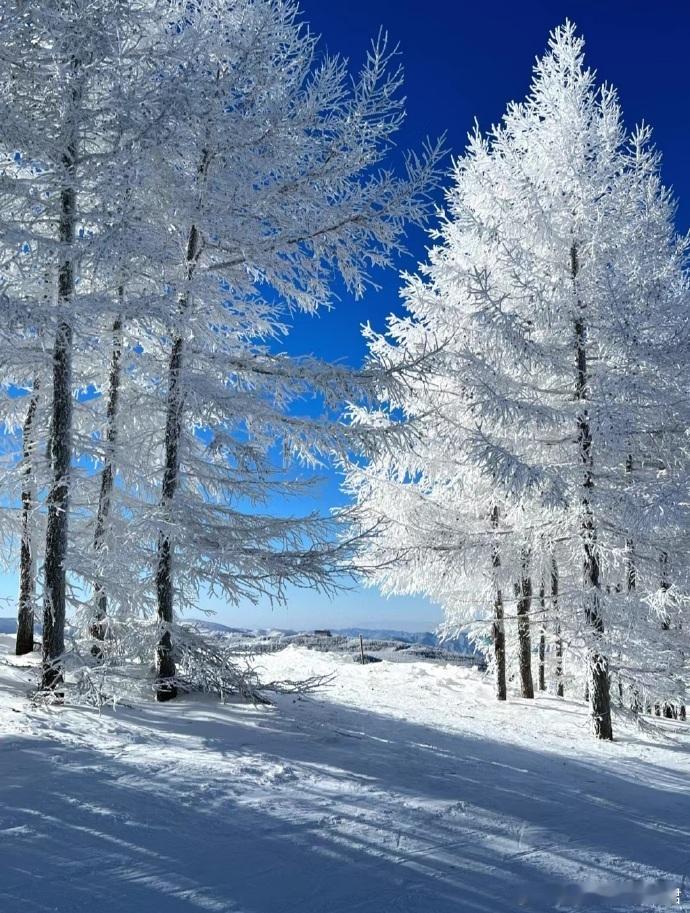 #这才是滑雪的出场方式# 滑雪的出场方式是尽情享受速度与激情，在雪道上疾驰而下，