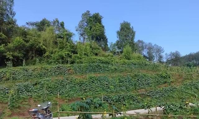 你敢相信？在国外买根黄瓜竟然要20多，但在咱们这儿3块钱能买一大把，中国菜价到底