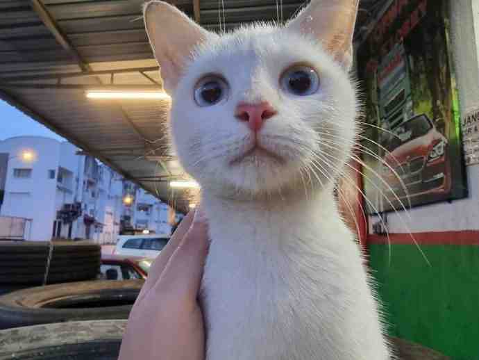 把流浪猫带回家，养成这样，成就感十足！！