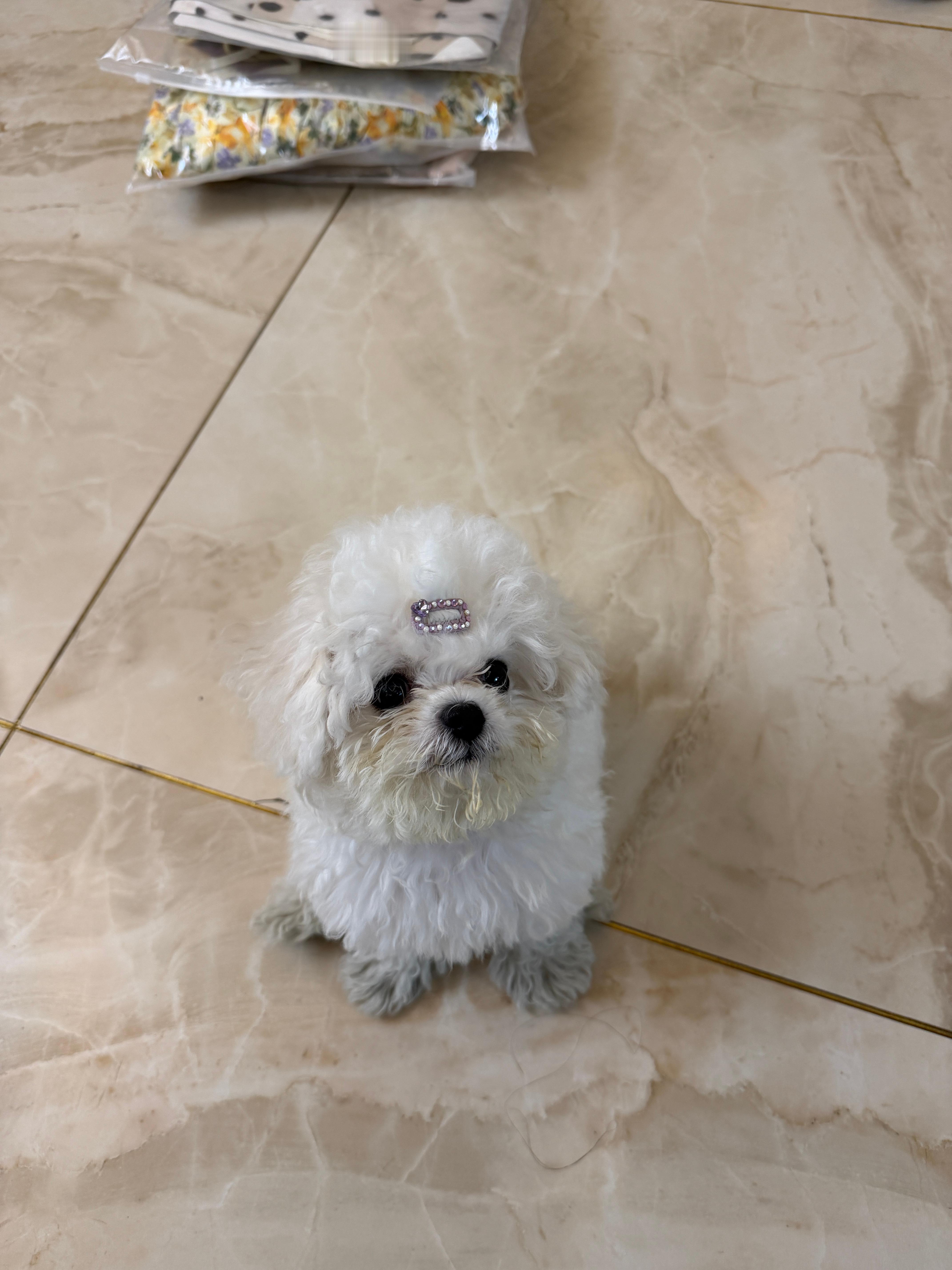 玩时一时爽  团子还能要吗
