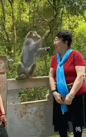 🐒欺负游客，遇到这种情况该怎么办？