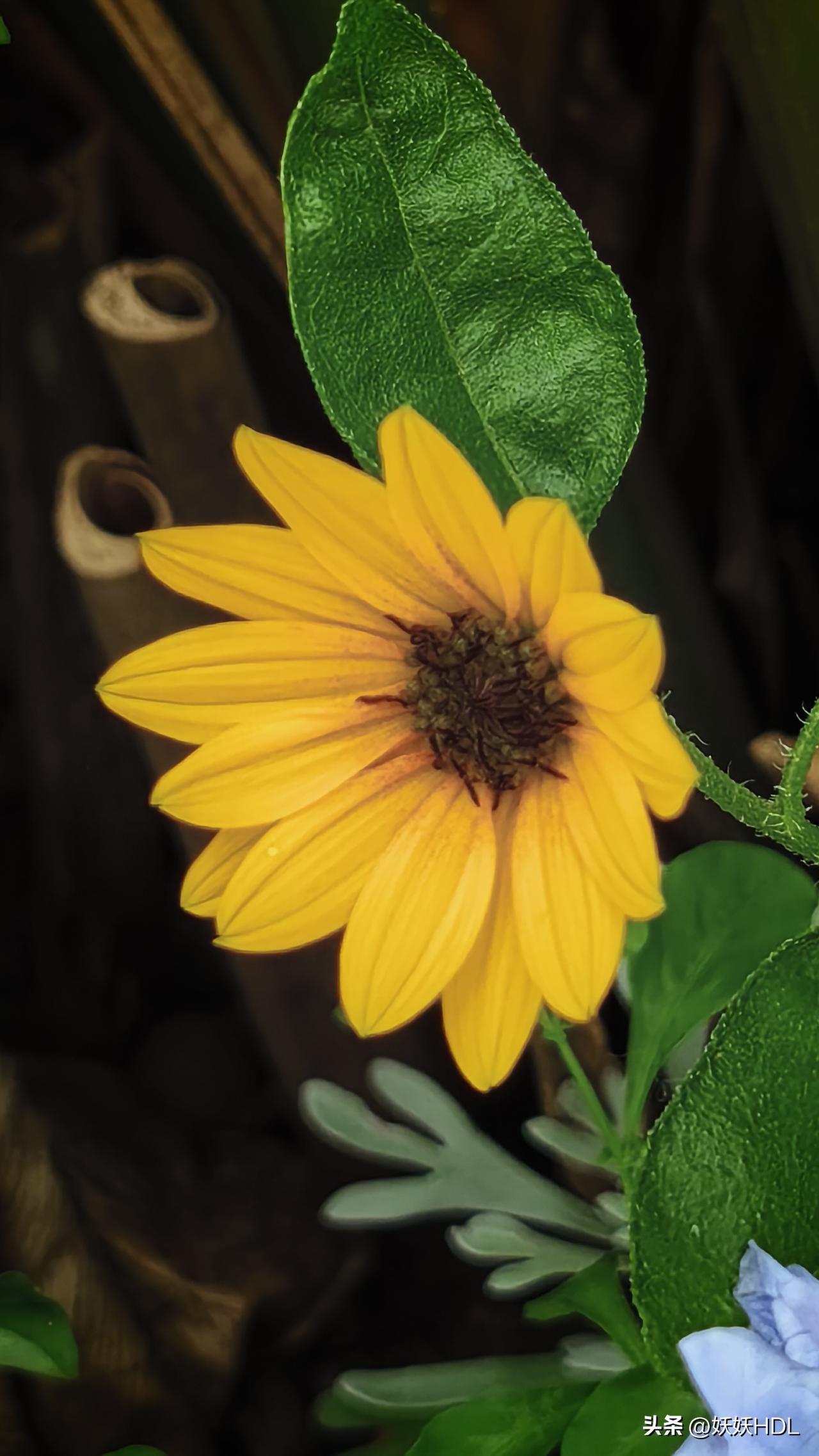 夏日里的花。
地涌金莲，金黄耀眼。
橙花鹤尾蕉，别有姿态。
