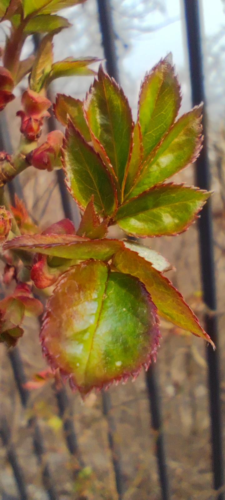北京的春天来了，树都发芽了，天气越来越暖和了