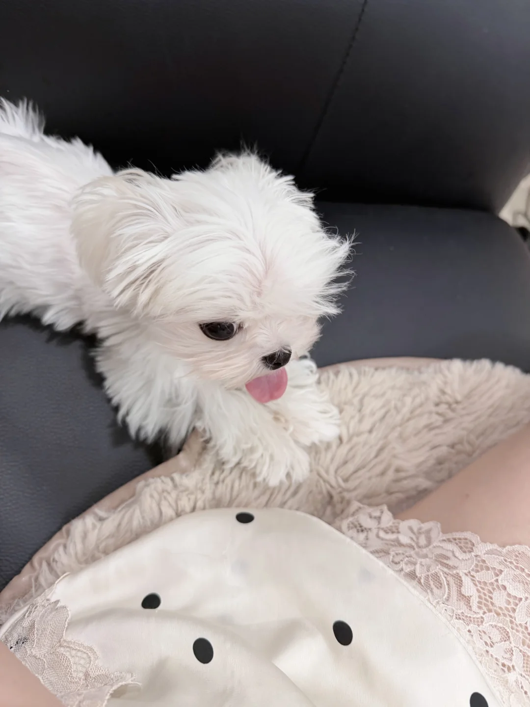 求推荐！马尔济斯都喂什么狗粮哇