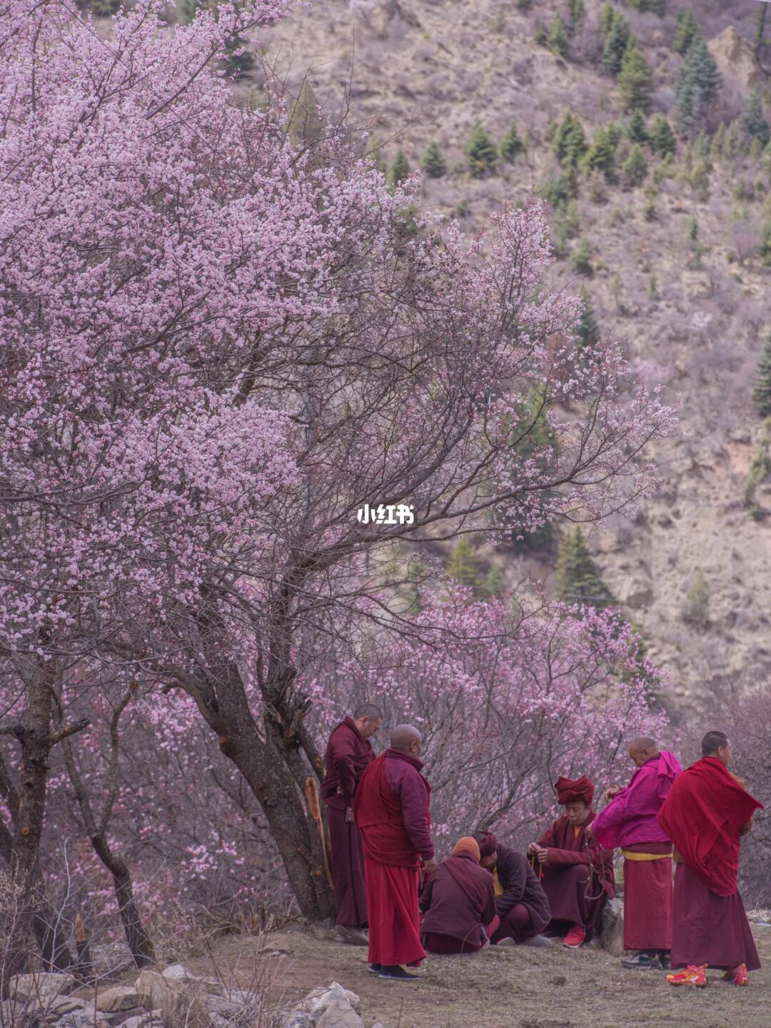 去什么新疆？在川西误入绝美杏花村，附攻略
