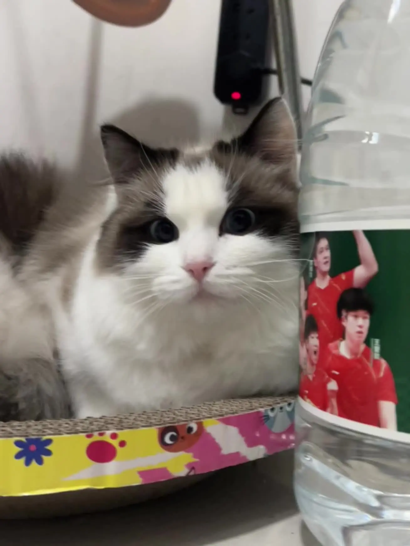 我和我的猫 记录猫咪日常
