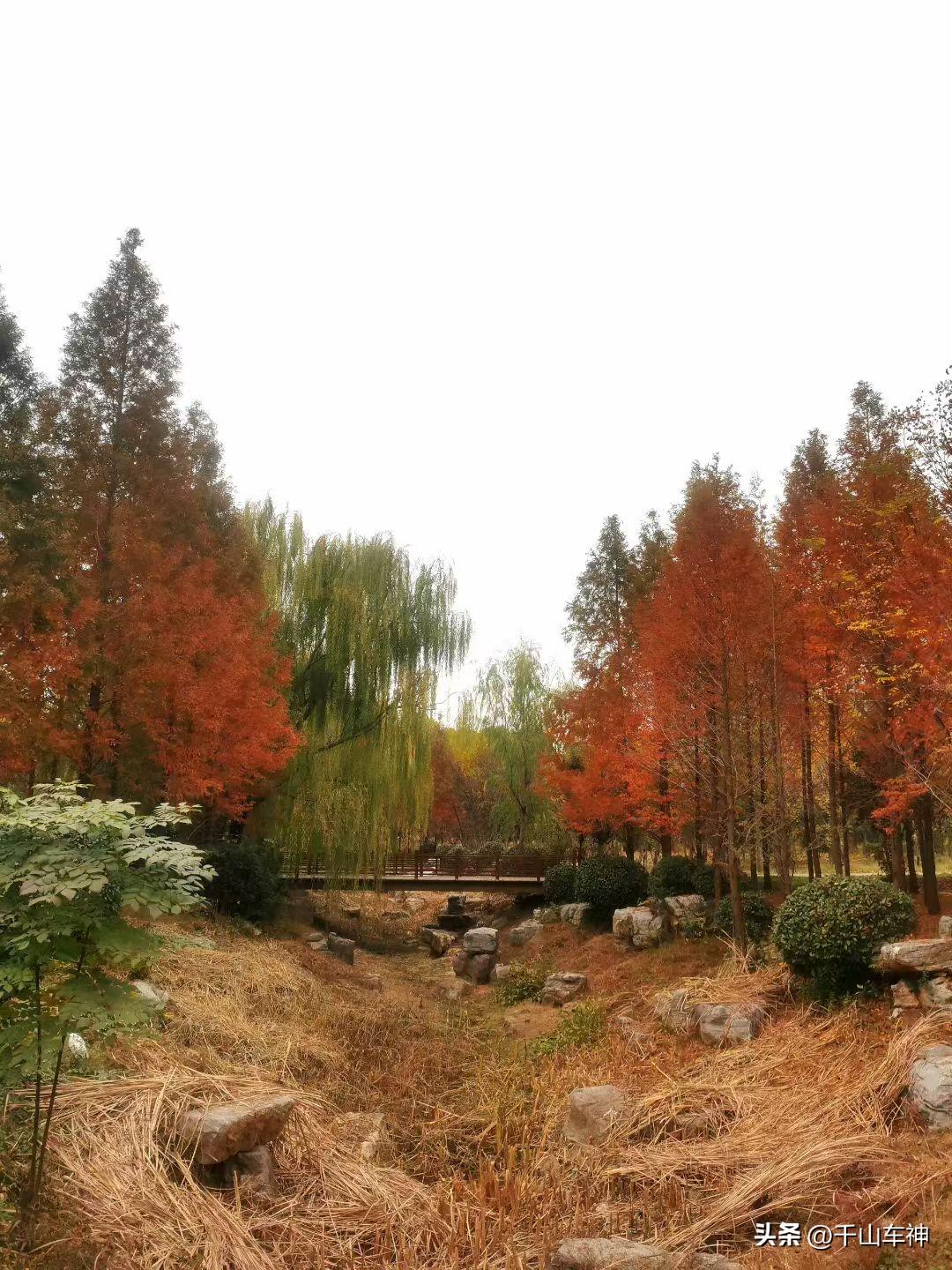时间过得真快，总觉得春天景色还没走远，薛城区森林公园开始层林尽染了。