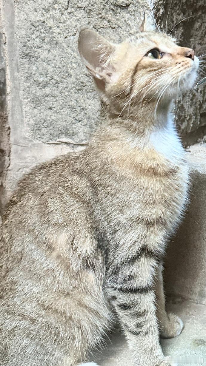 刘浩存有只小猫挺粘人 谁不羡慕这样的慢生活！粉毛衣日常又温柔，粘人的小猫总爱跟在