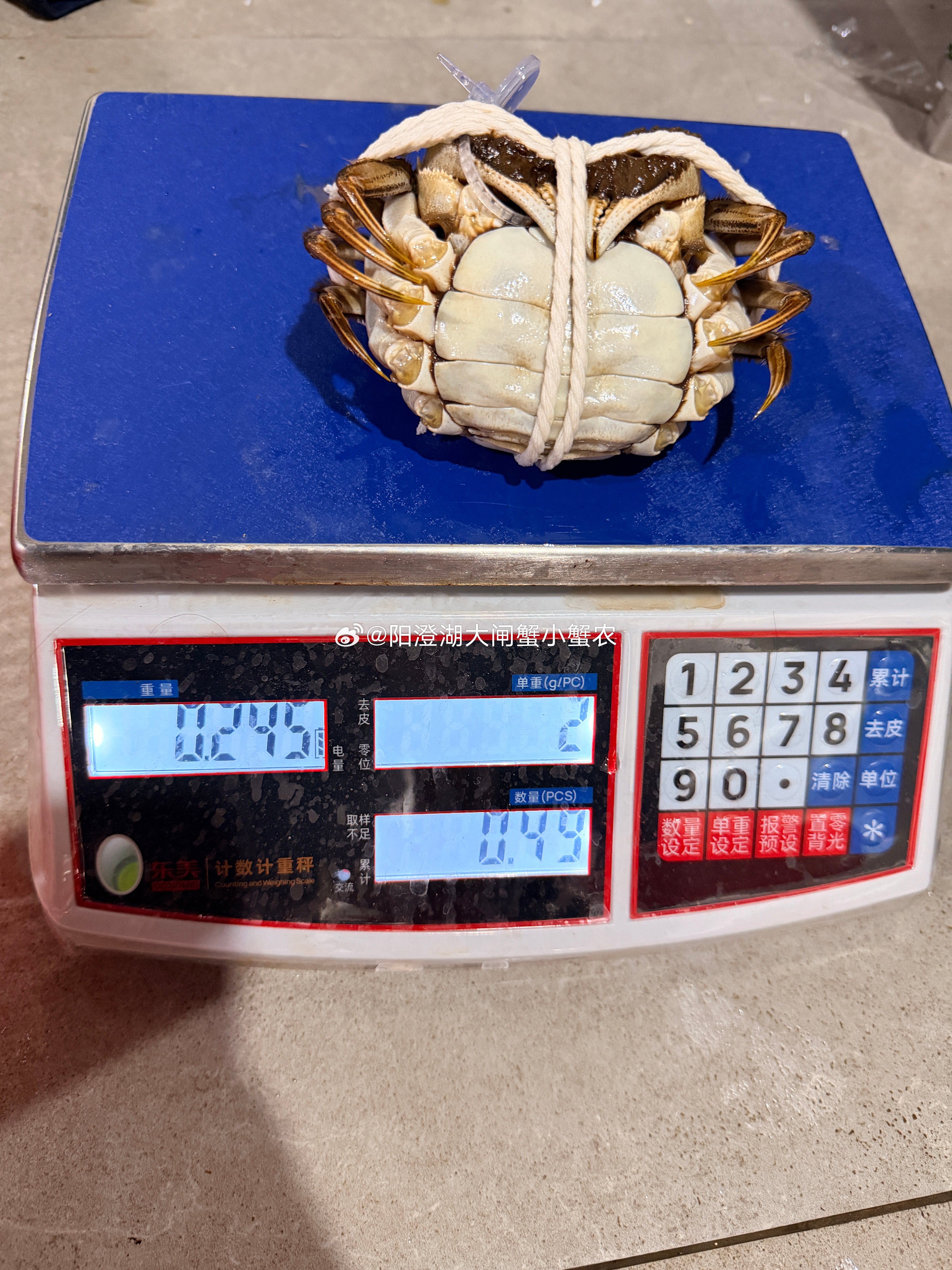 下午场，4两大母蟹，送人嘎嘎有面[不愧是你] ​​​