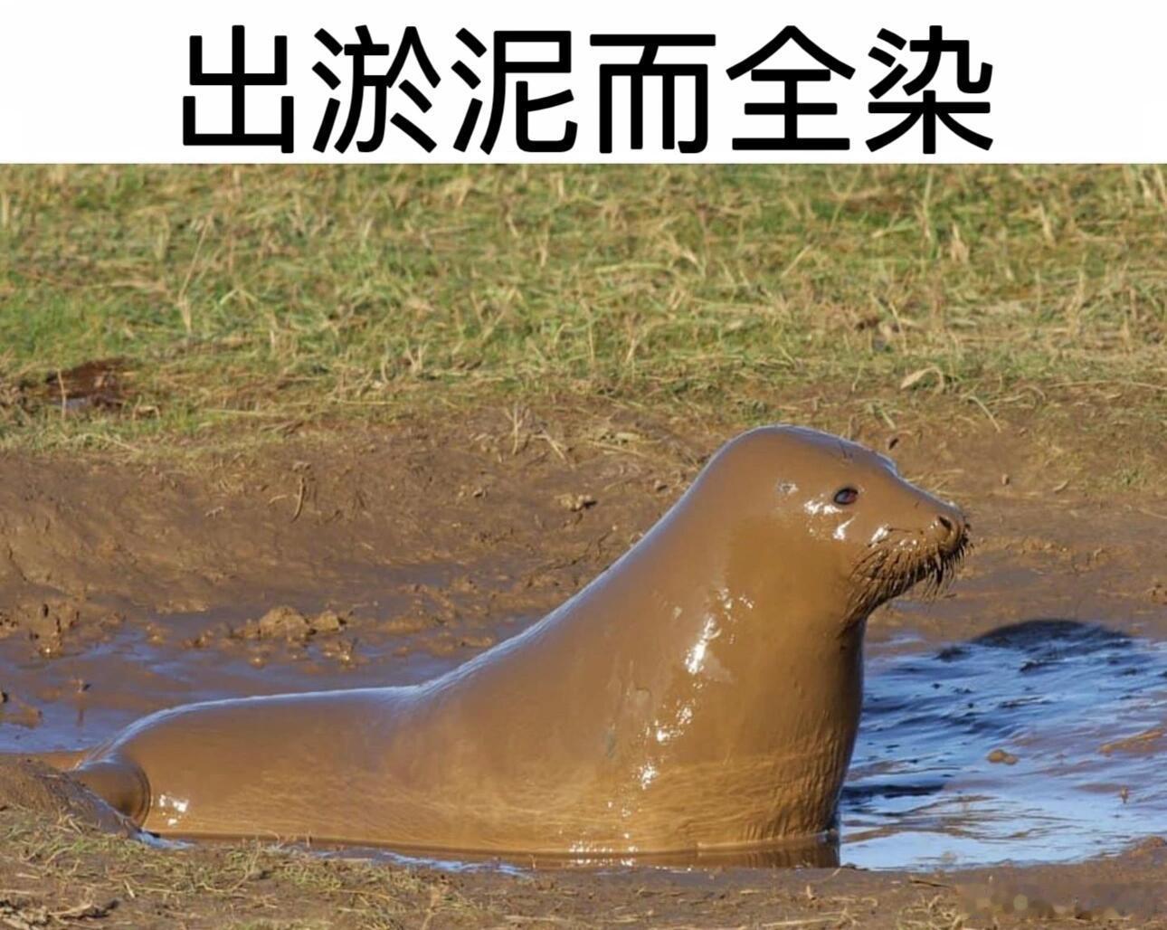 陈思诚出淤泥而拍打至全身吸收 陈思诚这波操作太绝了，自黑式拍电影，让人忍不住想一