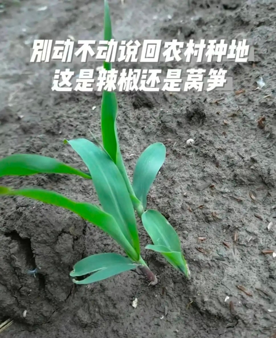 这不是玉米吗 