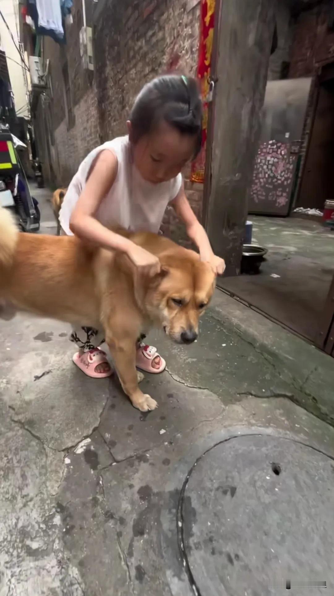 狗狗对小主人的温顺全都写在脸上，小主人掐它耳朵、眯它眼睛、抱它嘴巴，狗狗都让着小