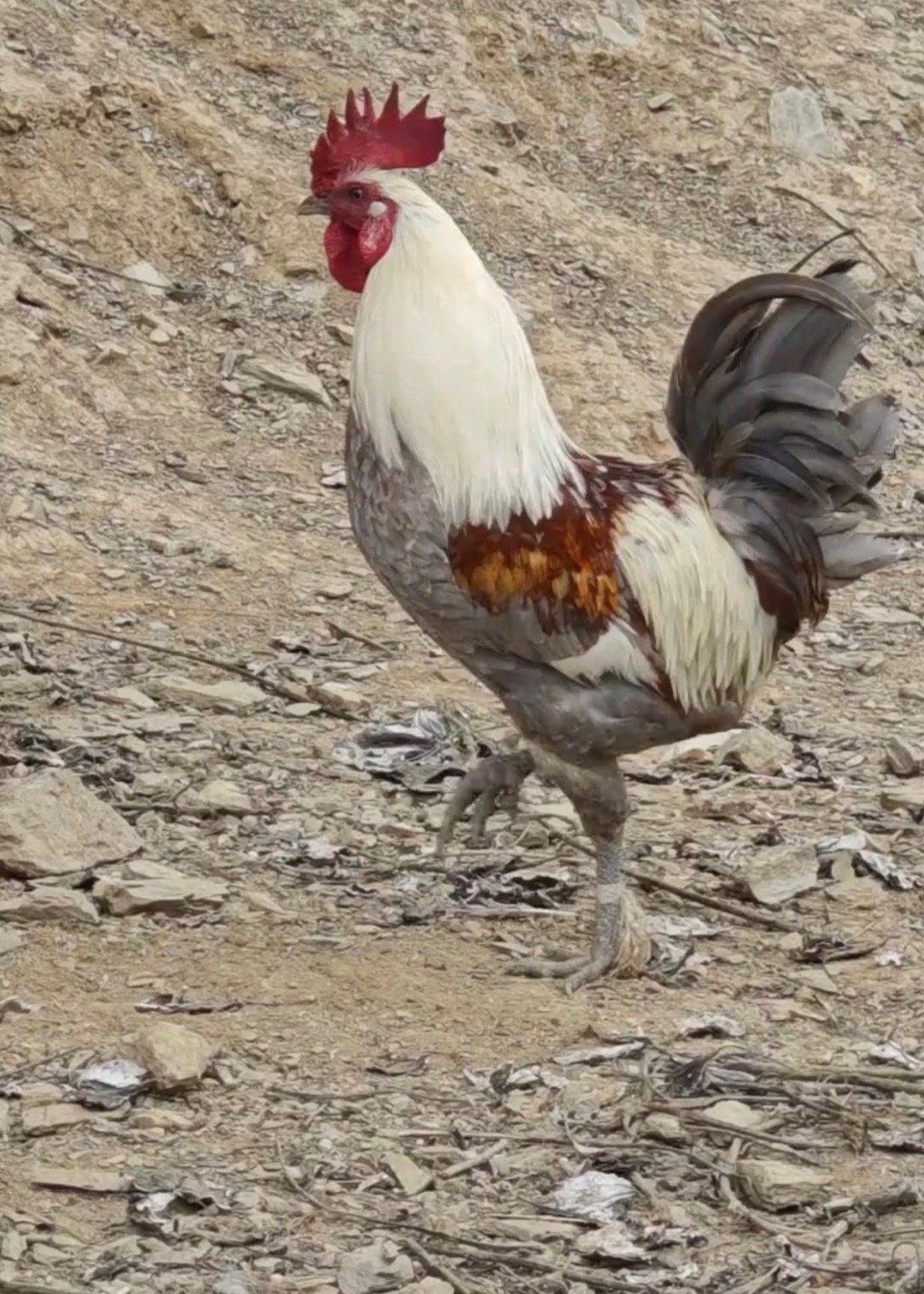 其它几个八大技术形态正常，美股技术走势标准的，有利好就涨，有利空就跌。短期内纳指