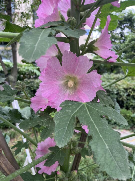 花友们，这是什么花啊