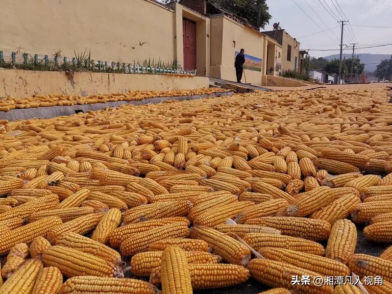 农民穷的底层逻辑是粮价太低！

如果把粮食收购价提高十倍，农民回流，农村告别空心