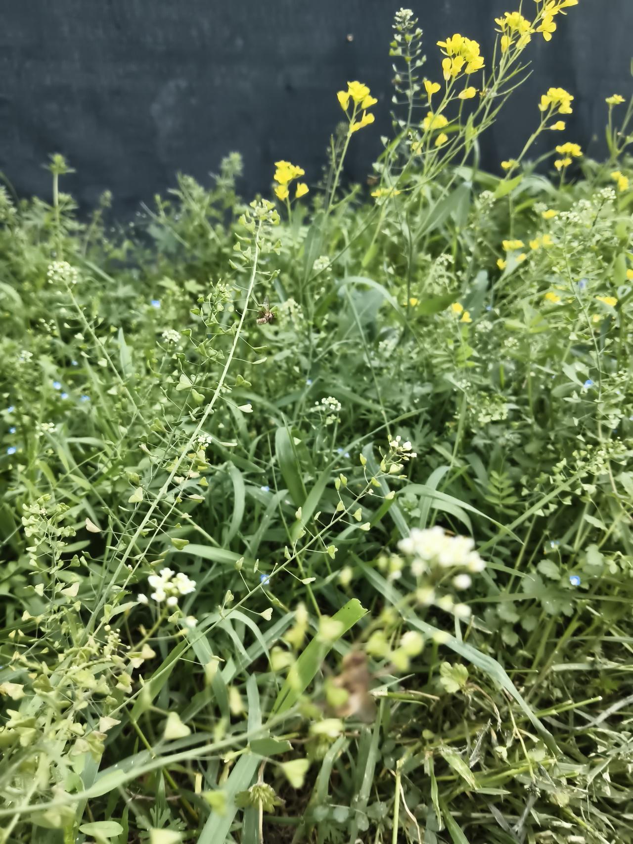 今年春天最想实现的心愿其实啊，能实现的愿望啊都实现了，不能实现的愿望许愿没有。开