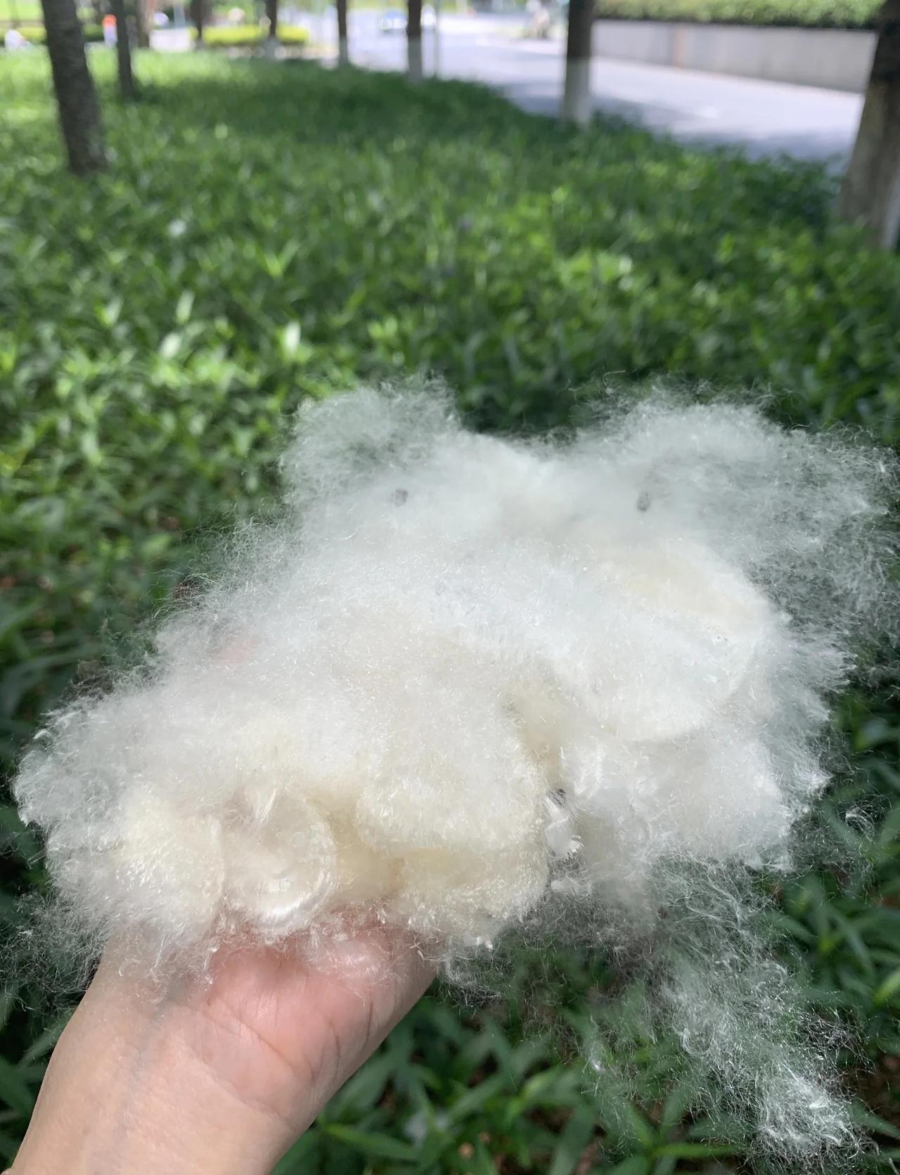 广州的“春日限定雪”，我接住了！
🌸在广州，我们等不到北方的漫天飞雪，却能在春