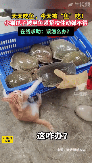 笑不活了！安徽，一海鲜店老板准备把甲鱼端出来售卖，不料，自家养的小猫咪“手欠”上