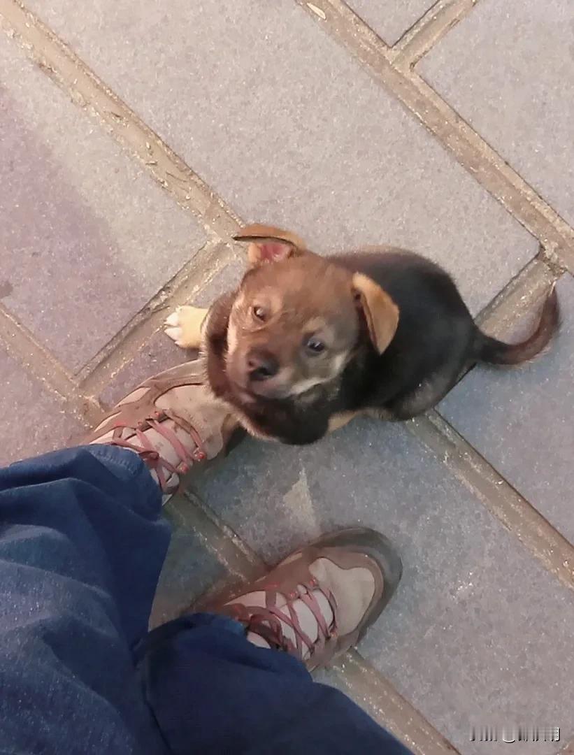 萌宠探访：偶遇街边的小可爱！🐾💕