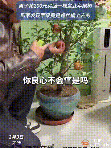 “这位老板你良心不会痛吗？”天津一名男子在市场上，买了一棵盆栽苹果树回家，树上还