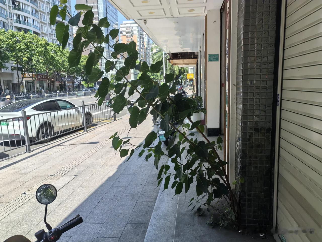 昨天下午我在街上走，路过一个小超市，眼看见墙基那道那水泥缝里，长着一棵小树。没土
