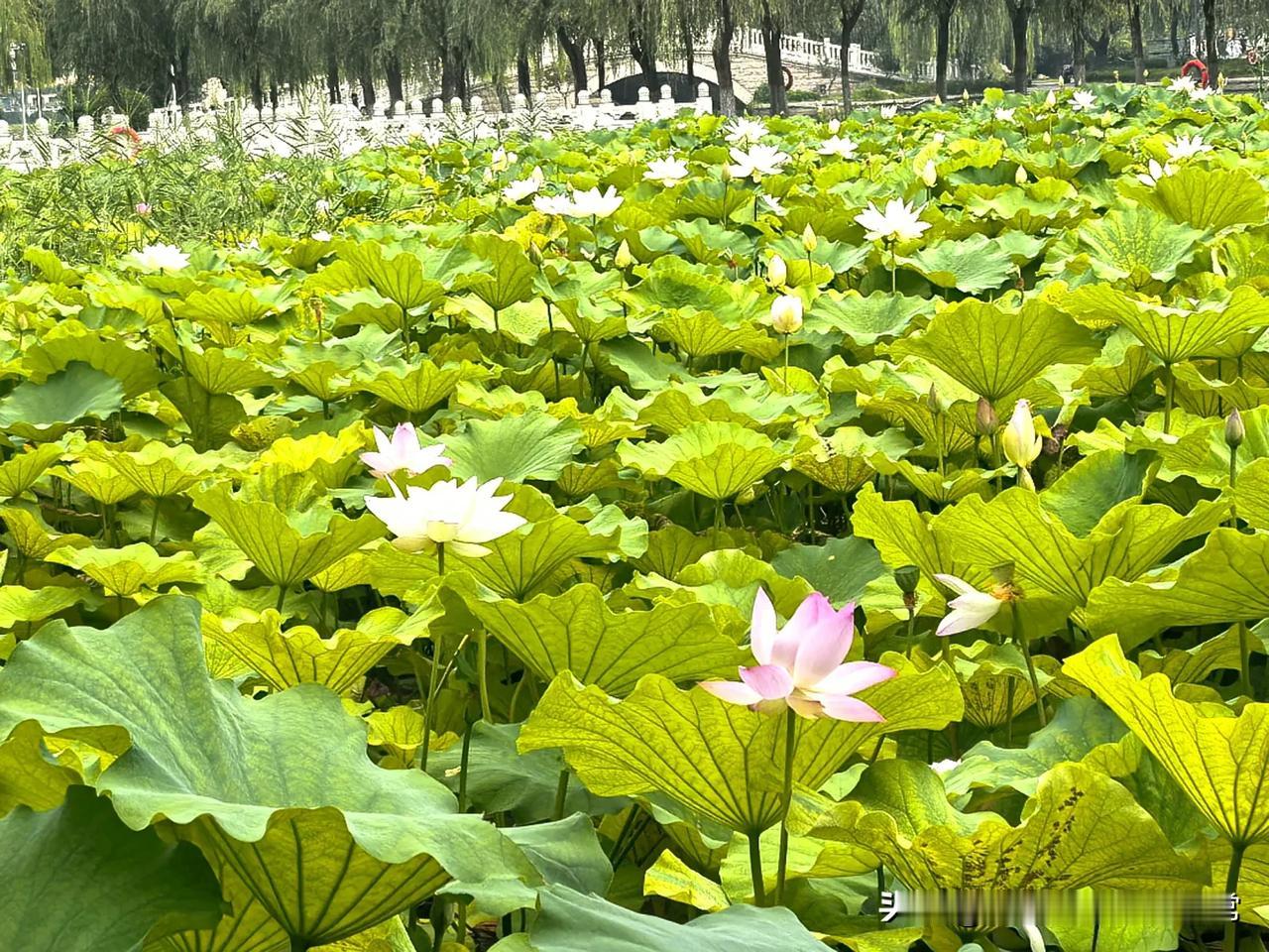 如果外出旅游一个月，这些花还能活吗？[祈祷][捂脸]我喜欢养花，但是经常外出旅游