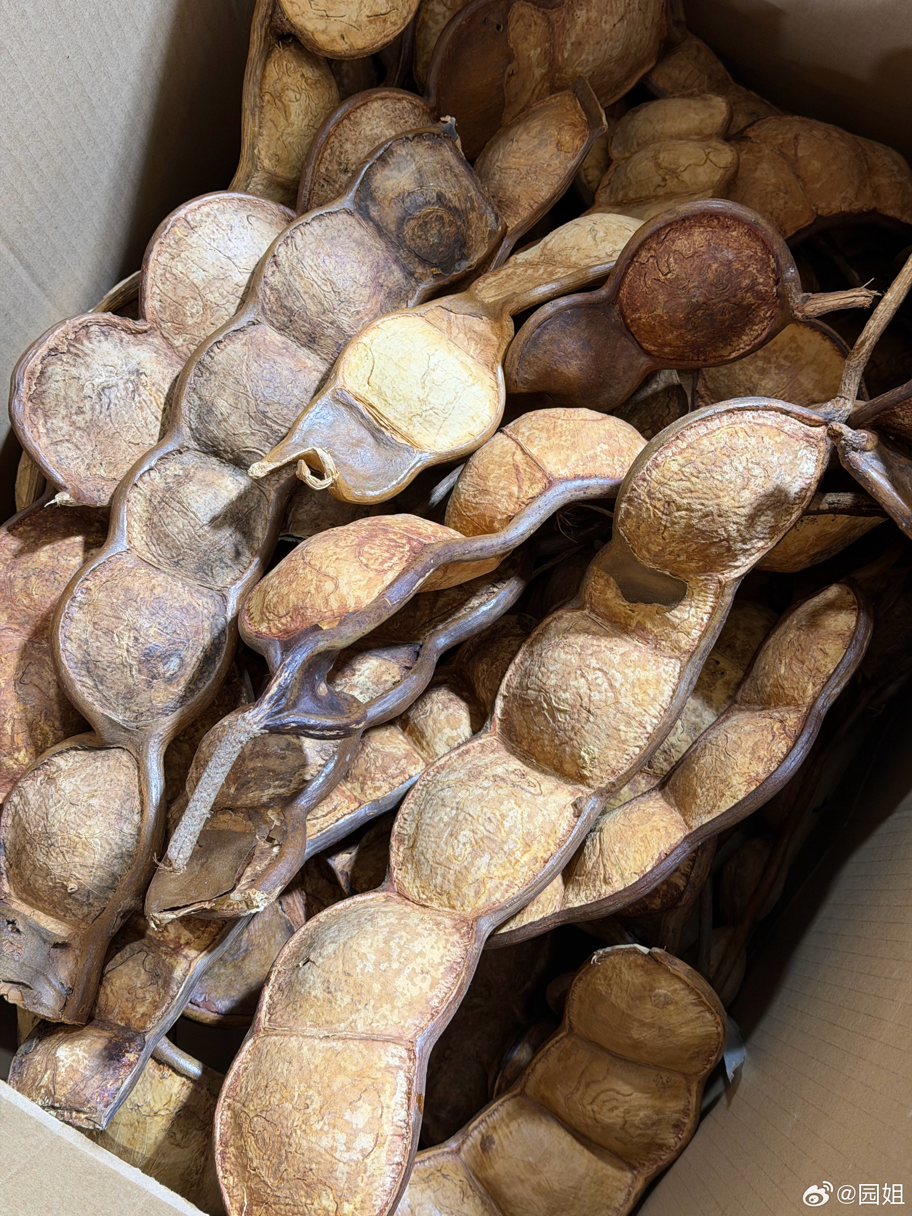 这种豆荚在丽江好火，很多人排队买，8块一个豆，能做成工艺品，里面有豆粒，一晃还响