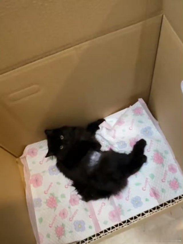#甜馨一家救助被碾压的流浪猫# 内娱出现新的赛道了吗？希望是真的爱护小动物而不是
