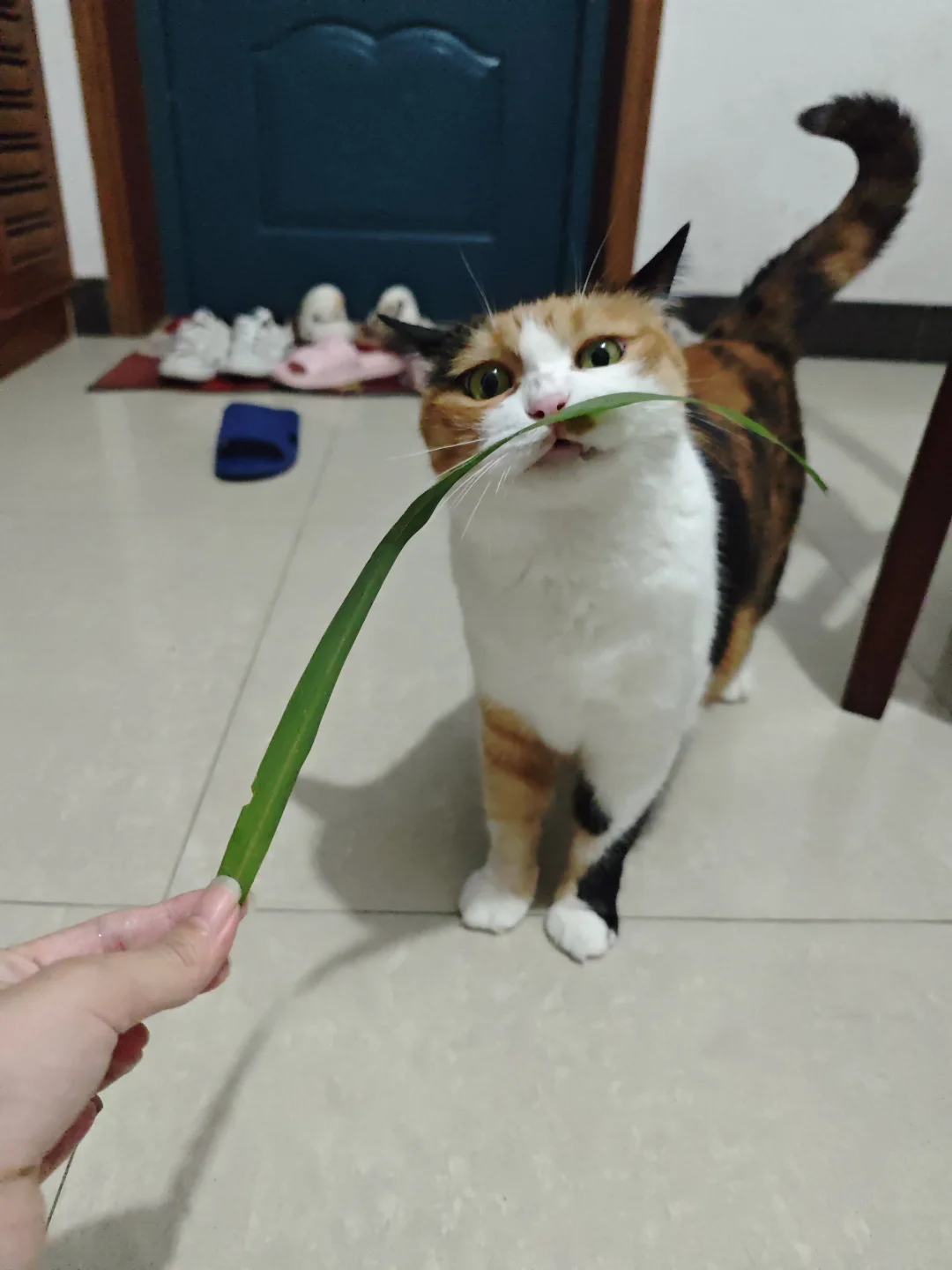一吃起草来就忘情了