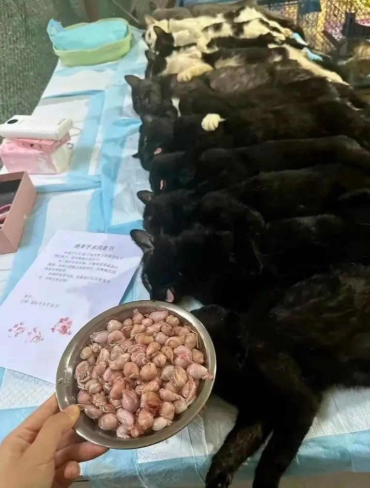 还以为是花生米。 