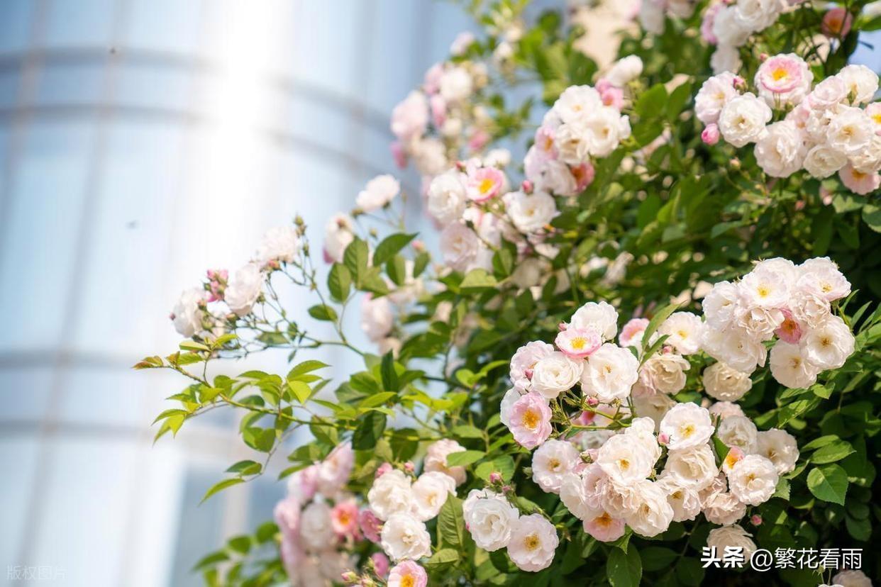 生活的最佳配方：七分努力，三分随缘。不焦虑不盲从，让坏的不影响未来，好的不迷惑现
