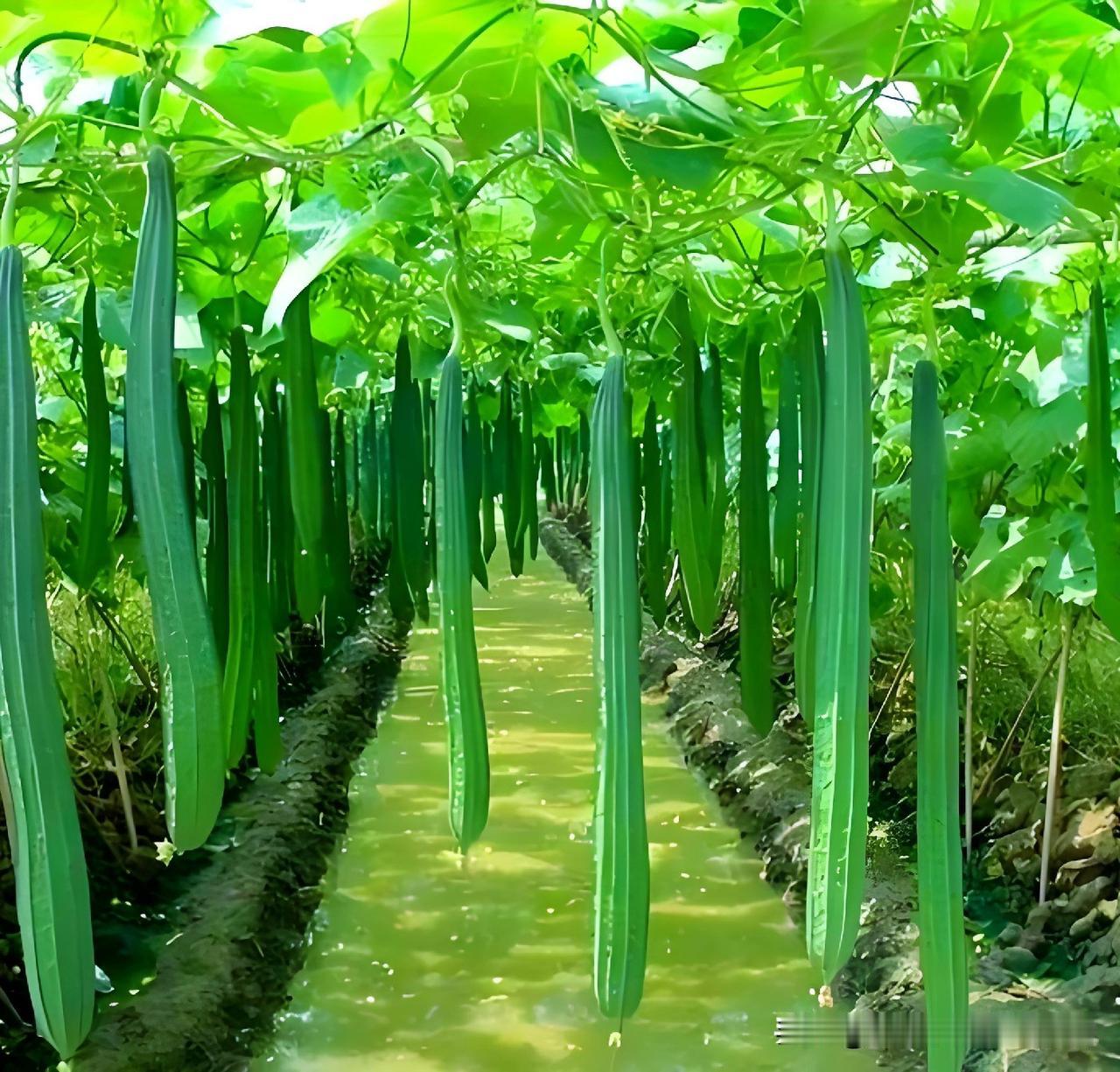 网上又开始博取流量，编造丝瓜新的种植方法，你信吗？

现在网上为了博流量，又开始