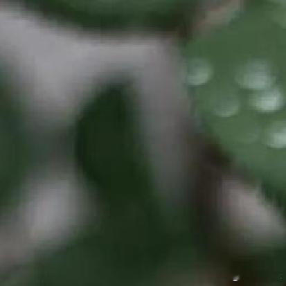 《玫瑰的故事》中的庄国栋跟玫瑰在一起的时候，他收到了国外面试成功的机会，有机会出