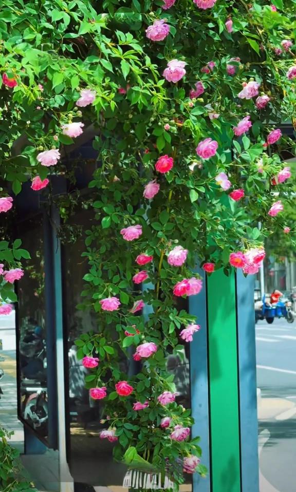 春风送暖，万物复苏。在这美好的春假里，愿你拥有无尽的欢笑和温馨的记忆。祝你在春天