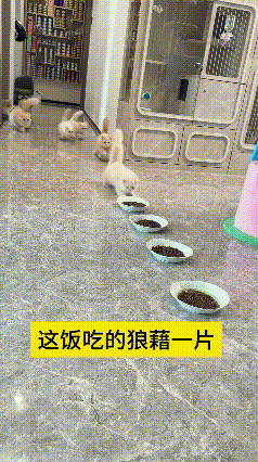 看到这个视频，瞅瞅这群干饭的小猫咪，本来排着队吃猫粮，结果一只大猫没站稳，一下撞