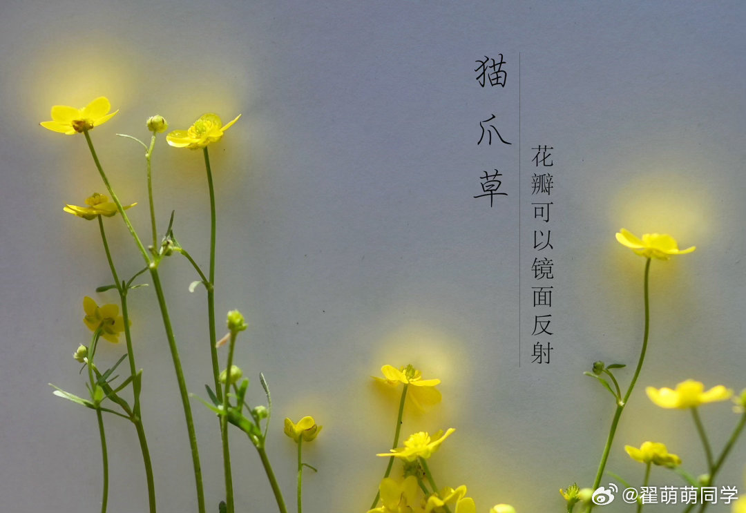 闪闪发光的小黄花，猫爪草。 南京