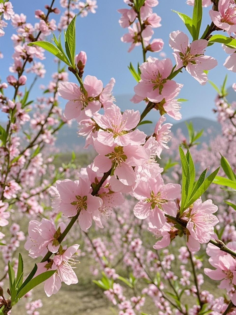 AI妙生图追寻春的美。