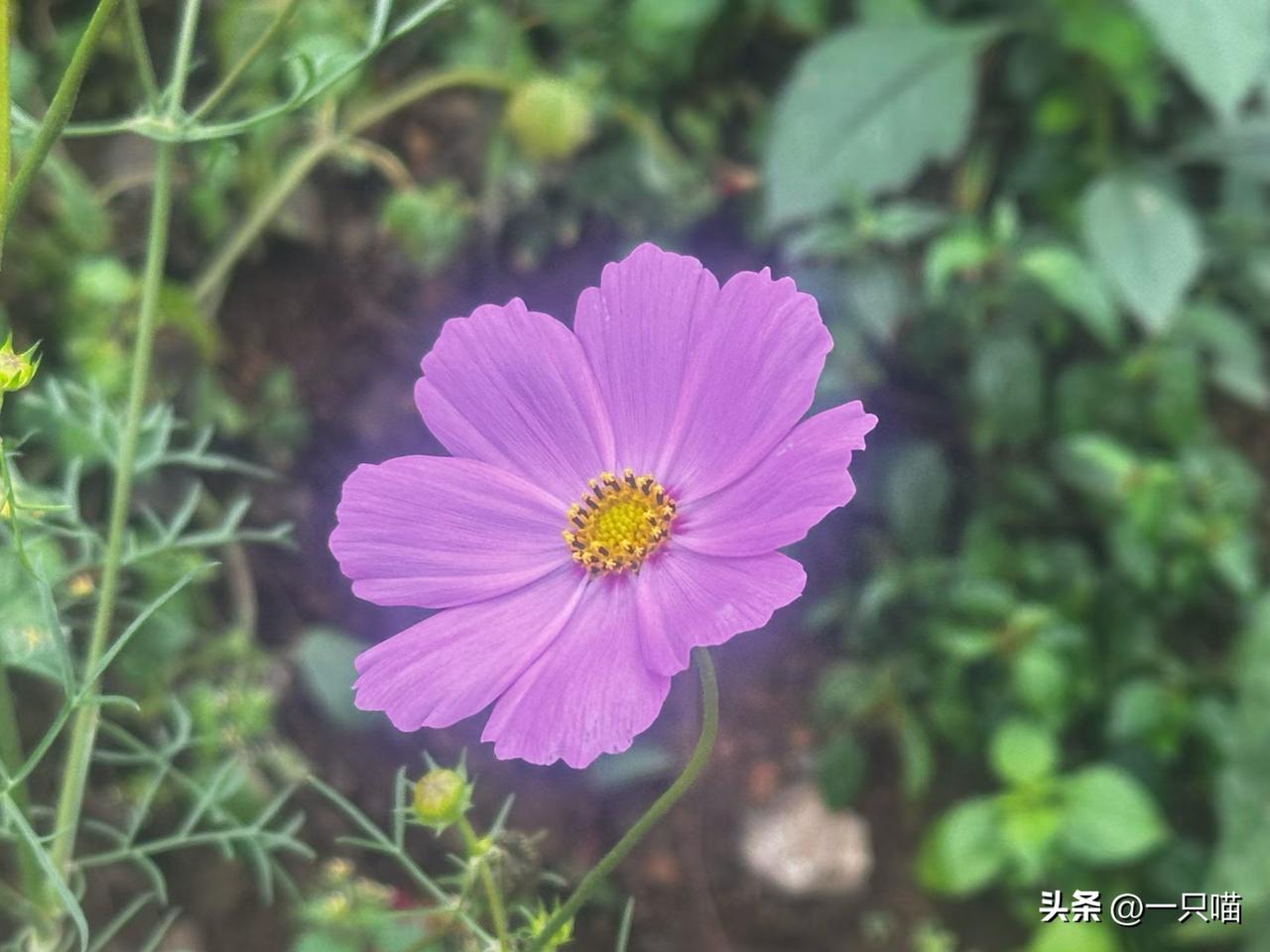 发现没，
人到一定年纪，
真的会慢慢戒掉了情绪，
戒掉了倾诉，
也戒掉了事事张扬
