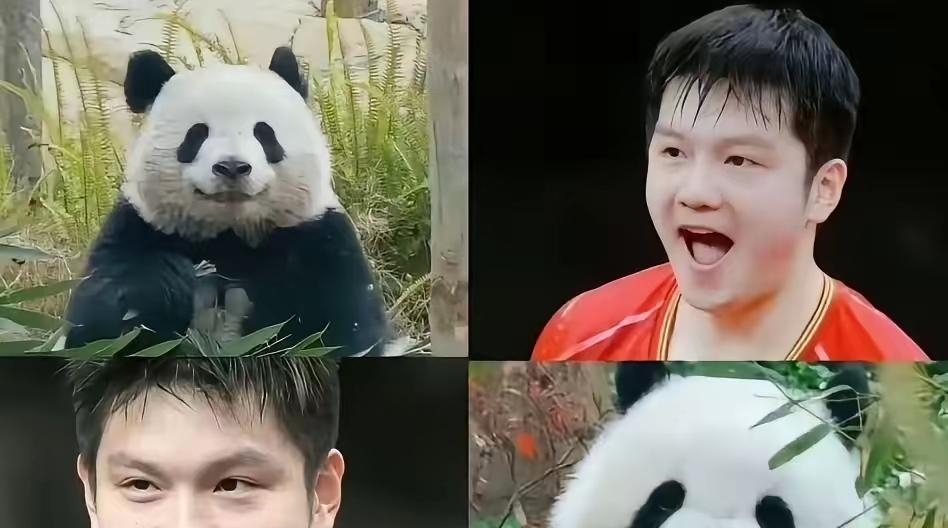 输给樊振东，现在成了欧洲选手的荣誉勋章。
波尔甩出一句话：检验水平，只看你在他手