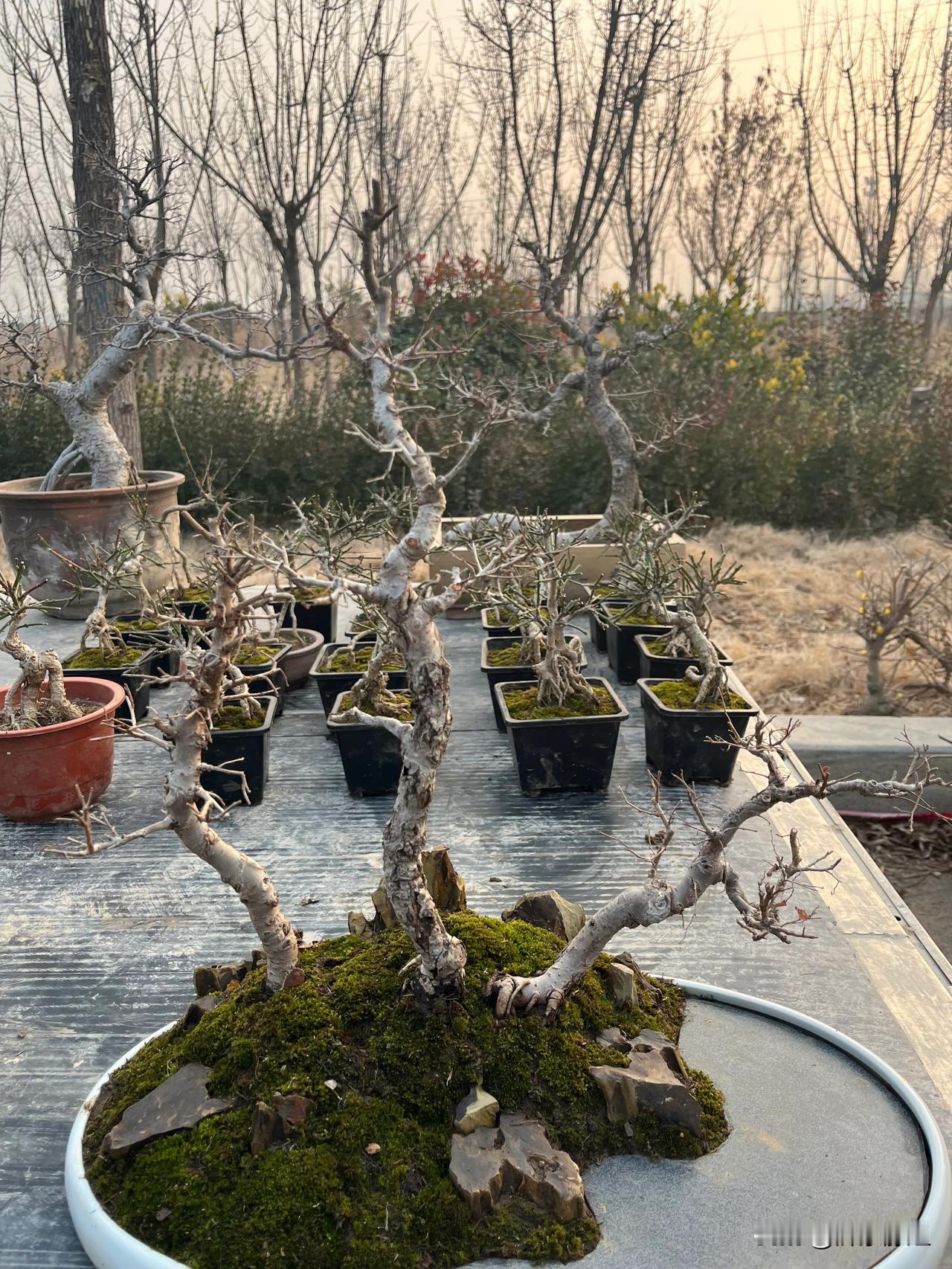 #我的2023年终总结##打卡绿植#