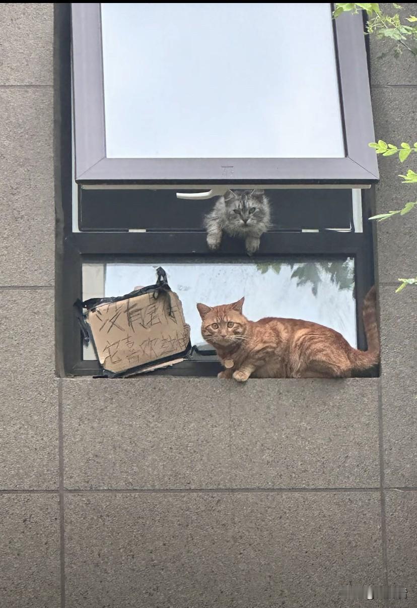 笑不活了！养猫人也太难了，就连开窗户都要提前报备没虐猫！

现在养猫人真是活得小