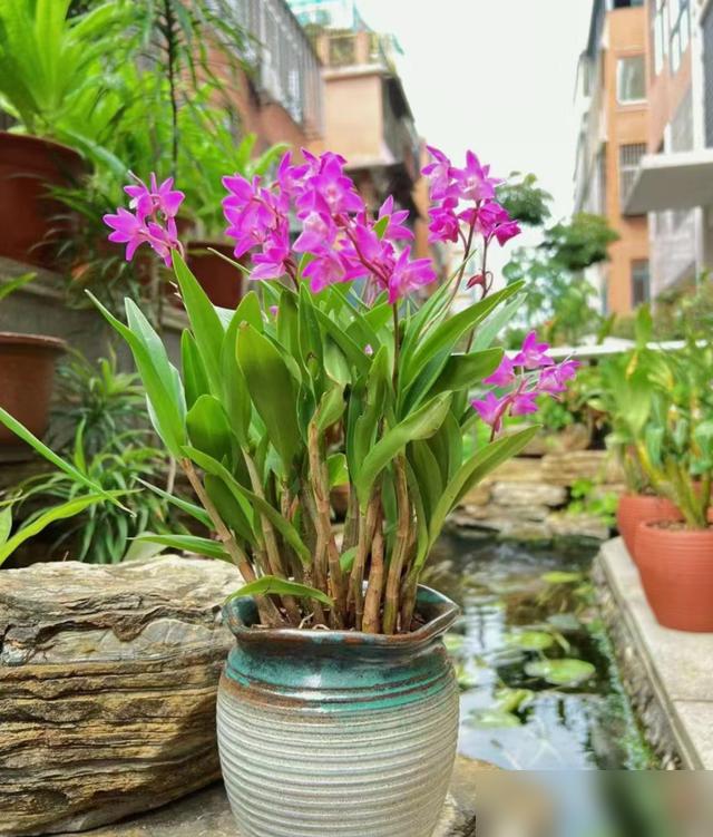 北阳台养花总翻车？我跟你们说，这事儿我可算搞明白了！最近好多朋友吐槽，北阳台光照