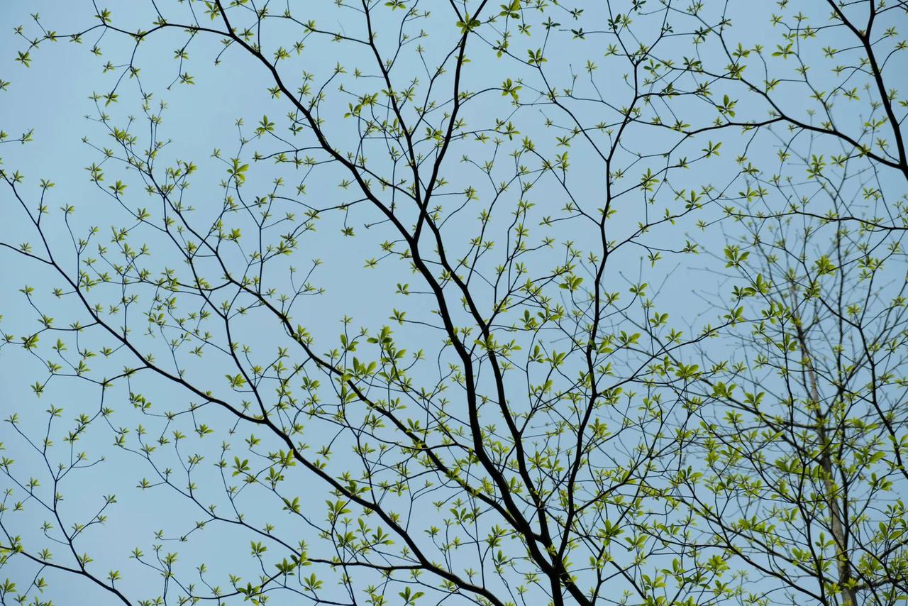 #秋日生活打卡季#
重阳节的清晨，天高云淡，空气中弥漫着淡淡的菊花香。我踏上了那