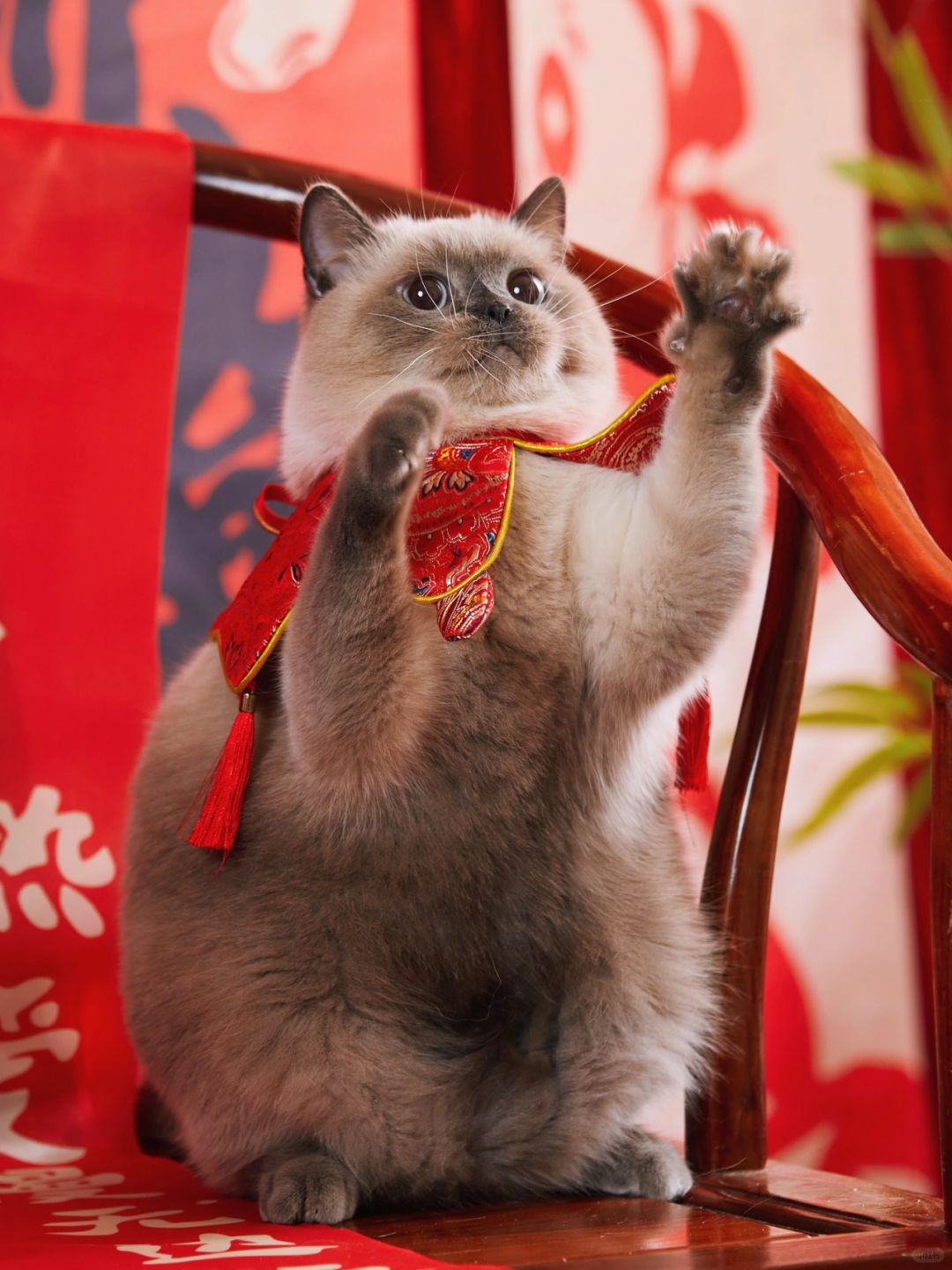 小猫咪来拜年啦！！